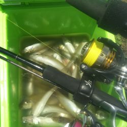 【河口キス】 本年調査始め