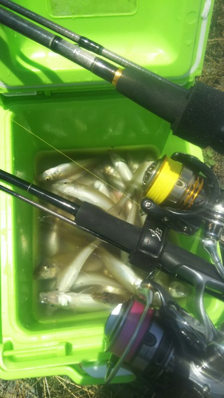 【河口キス】 本年調査始め