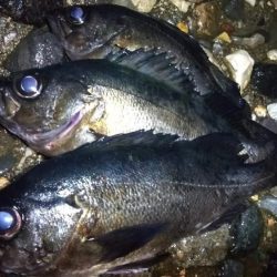 良型ブルーバック狙い