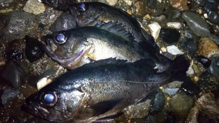 良型ブルーバック狙い