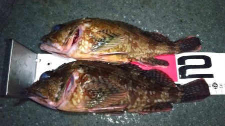 ロックフィッシュ狙い　良型カサゴ