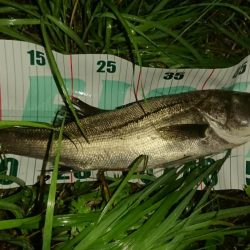 シーバス!シーバス!シーバス!