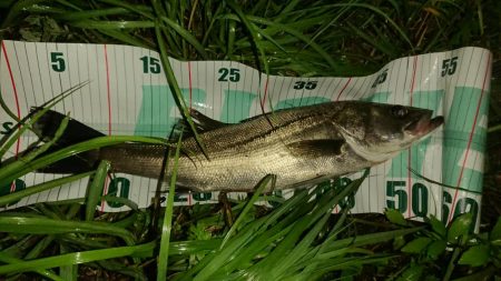 シーバス！シーバス！シーバス！