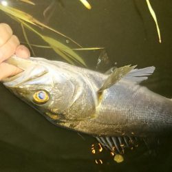 しごおわシーバス