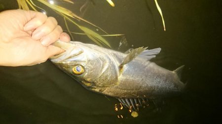 しごおわシーバス