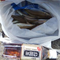 今年初のキスの引き釣り