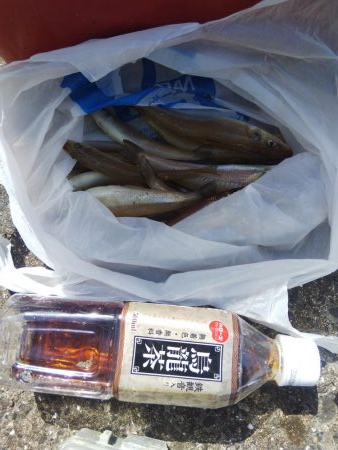 今年初のキスの引き釣り