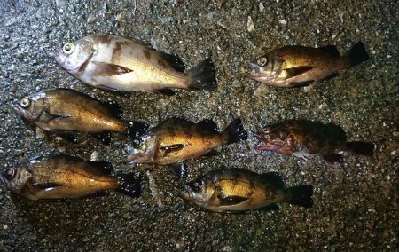 強風でジグ単メバリング