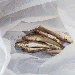 大塩海岸キスの引き釣り