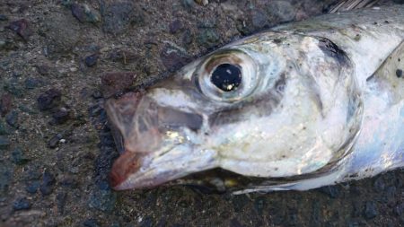 デカいのもいるやん！