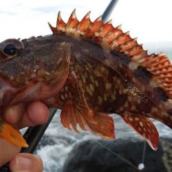 根魚狙いでカサゴ