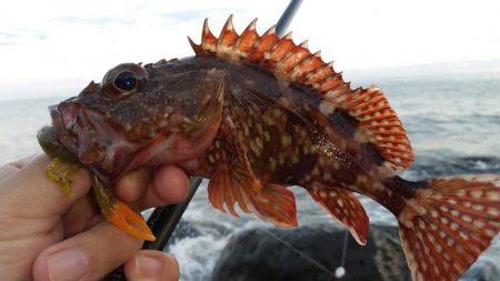 根魚狙いでカサゴ