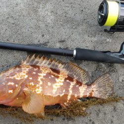 ロックフィッシュ狙い　キジハタ