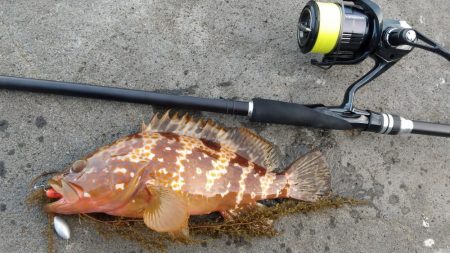 ロックフィッシュ狙い　キジハタ