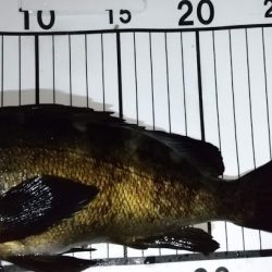 梅雨メバリング