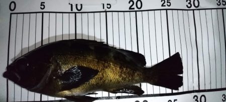 梅雨メバリング