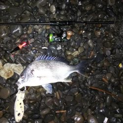 余ったイソメでキビレ釣り