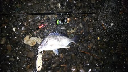 余ったイソメでキビレ釣り