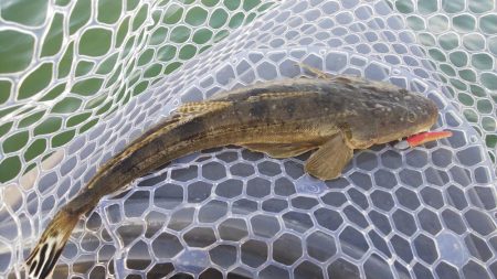 ボートキビレ&マゴチ