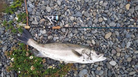 チニングのはずが