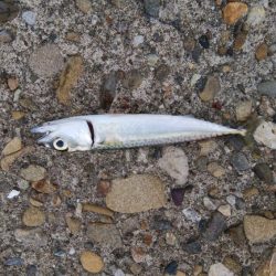 小サバしかいてない