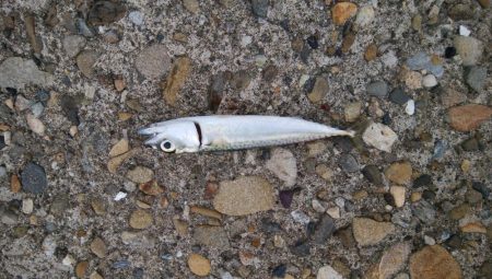 小サバしかいてない