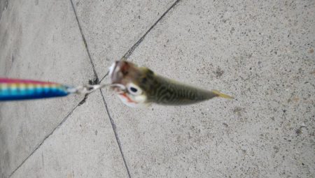 やっぱりサバ多いな！！