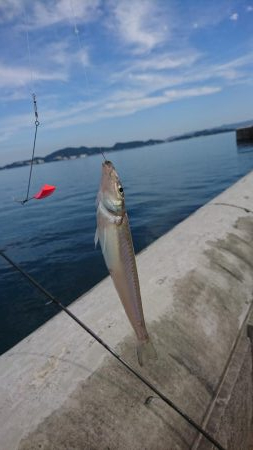 シーバスロッドでちょい投げでキスandライ…