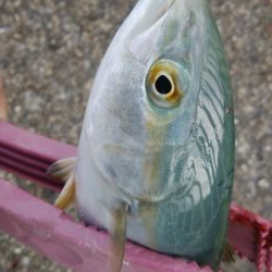 サバ、さば、鯖、SABAのちツバス