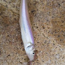 シロギス釣り