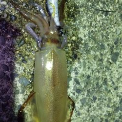 ヤリイカエギング