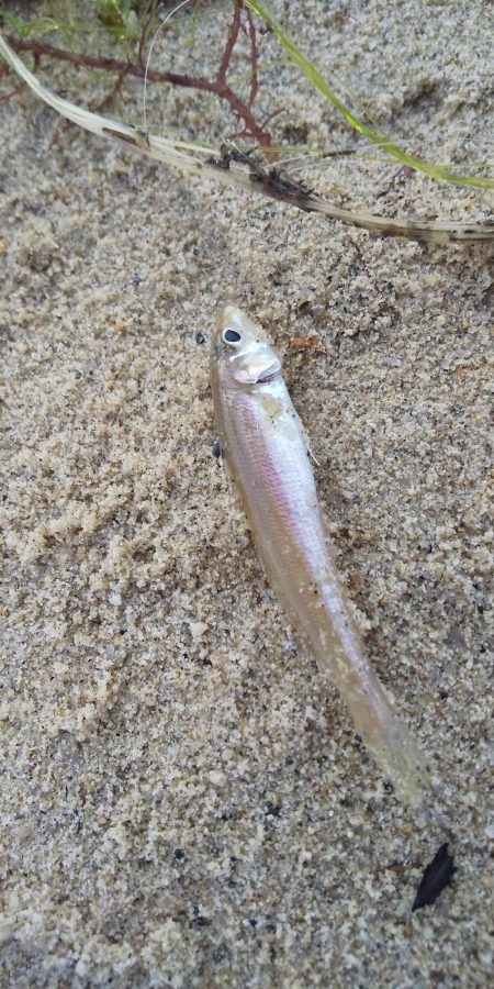 シロギスちょい投げ