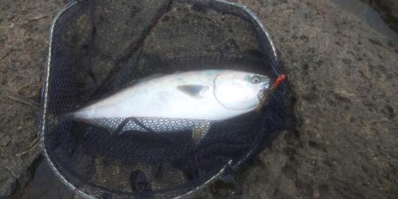 シイラがほしかったけど?