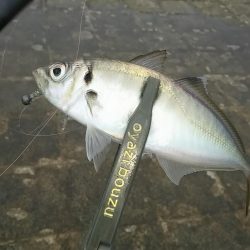 アジ釣り