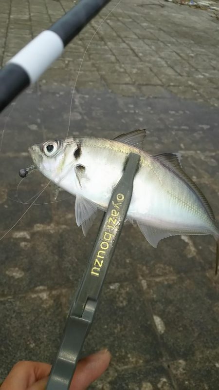 アジ釣り