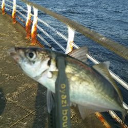 アジ釣り