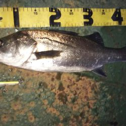 ぶらシーバス!!