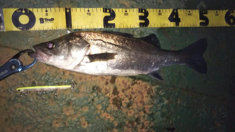 ぶらシーバス！！