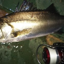 ぶらシーバス!!