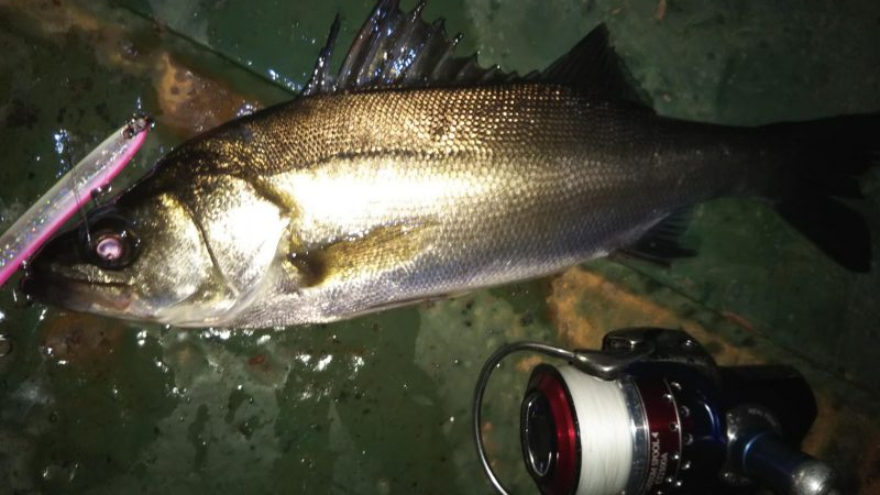 ぶらシーバス！！