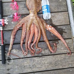 ぶらオクトパッシング!!