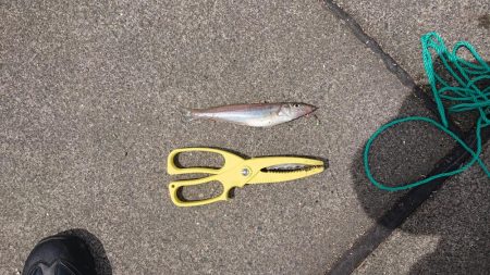 まだ水温低いのか食い悪い