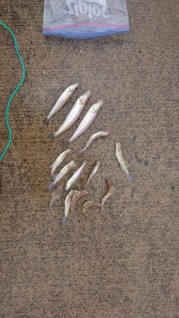 一瞬雨が止み釣行