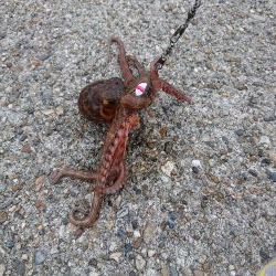 タコ釣り
