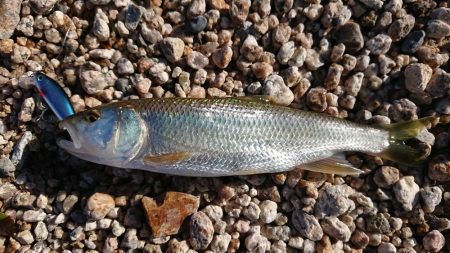 初夏の琵琶湖らしいフィネスゲーム