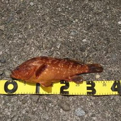 ロックフィッシュ