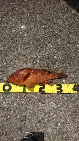 ロックフィッシュ