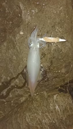 初白イカ釣り