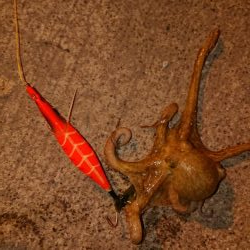 オクトパッシング！