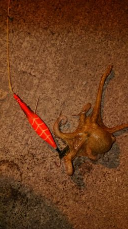 オクトパッシング！